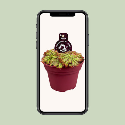Drosera Aliciae – Pflegeleichte fleischfressende Zimmerpflanze Ø12cm