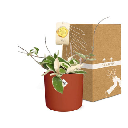 Hoya Carn. 'Krimson Queen' – Pflegeleichte Wachsblume in ELHO Topf