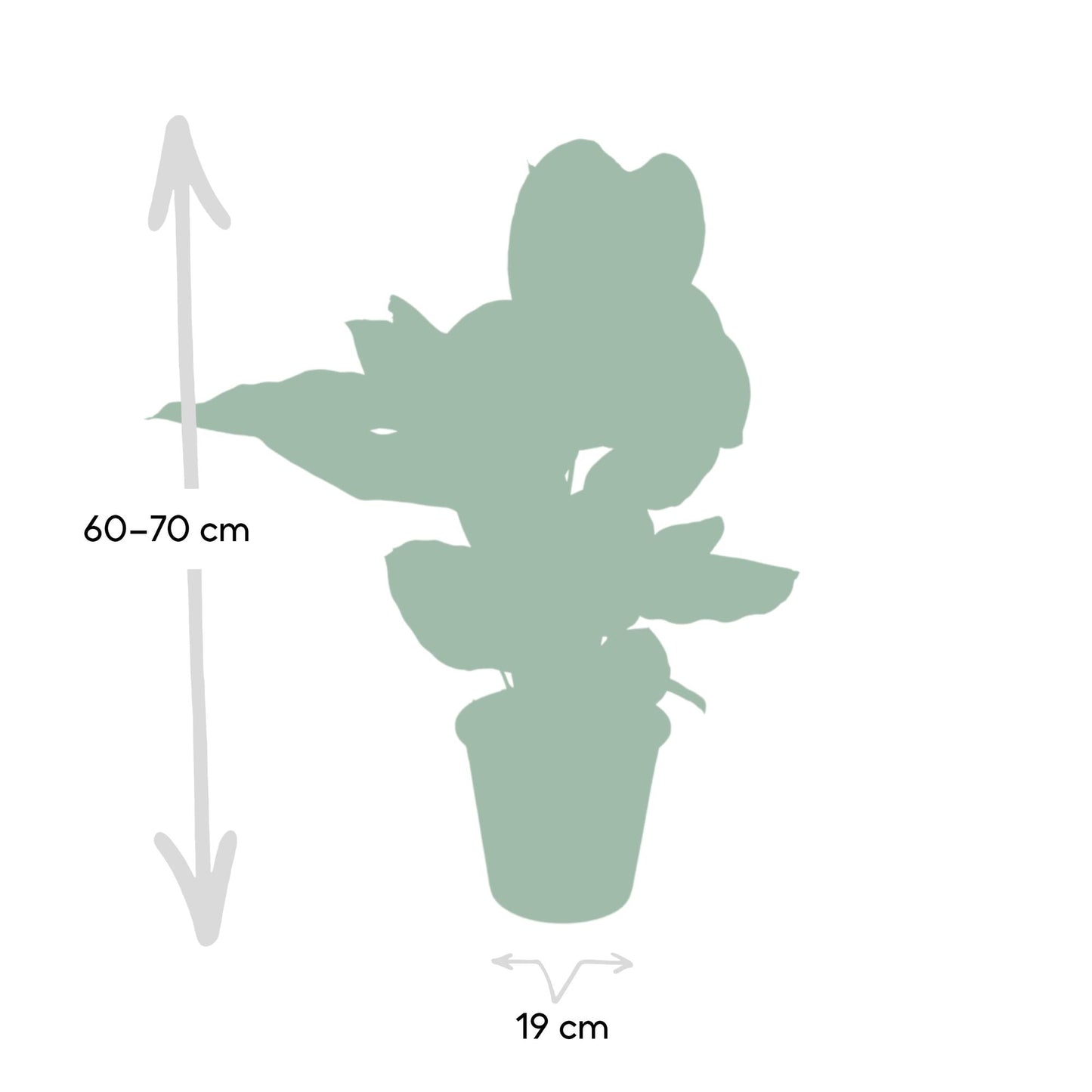 Calathea Ornata – Pflegeleichte Zimmerpflanze Ø19cm