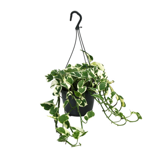 Scindapsus N’Joy – Pflegeleichte Zimmerpflanze Ø15cm