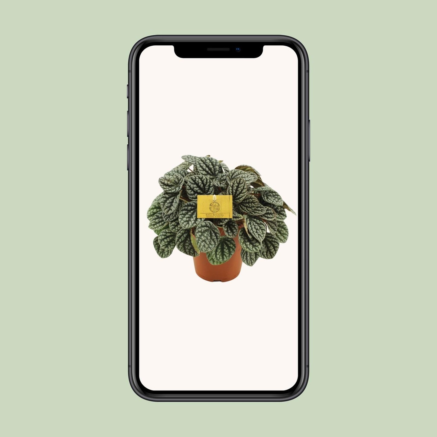 Peperomia Burbella – Pflegeleichte Zimmerpflanze Ø15cm