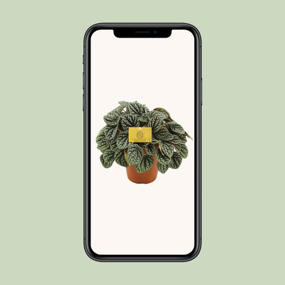 Peperomia Burbella – Pflegeleichte Zimmerpflanze Ø15cm