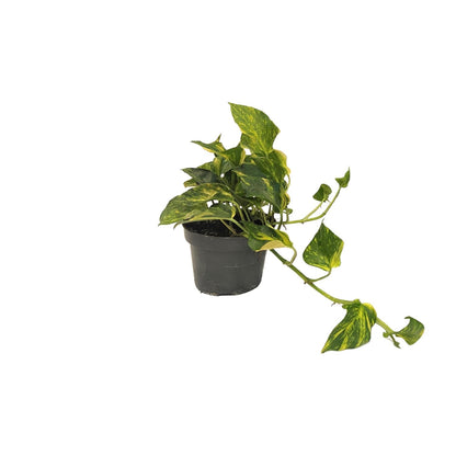 Scindapsus N'joy Gold – Pflegeleichte Zimmerpflanze Ø12cm