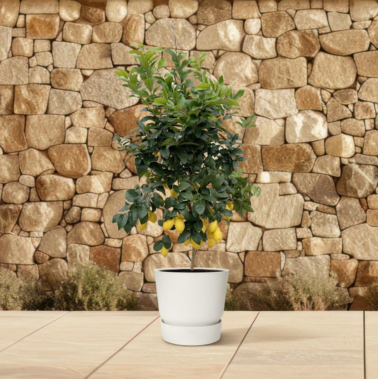Citrus Lemon Calamondin – 200 cm, ø40 cm, pflegeleicht