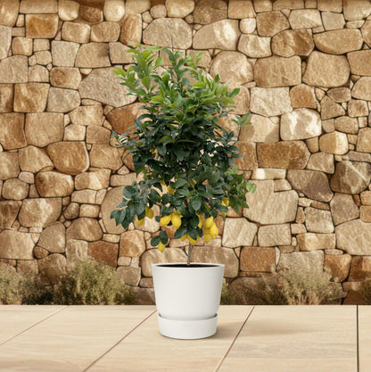 Citrus Lemon Calamondin – 200 cm, ø40 cm, pflegeleicht