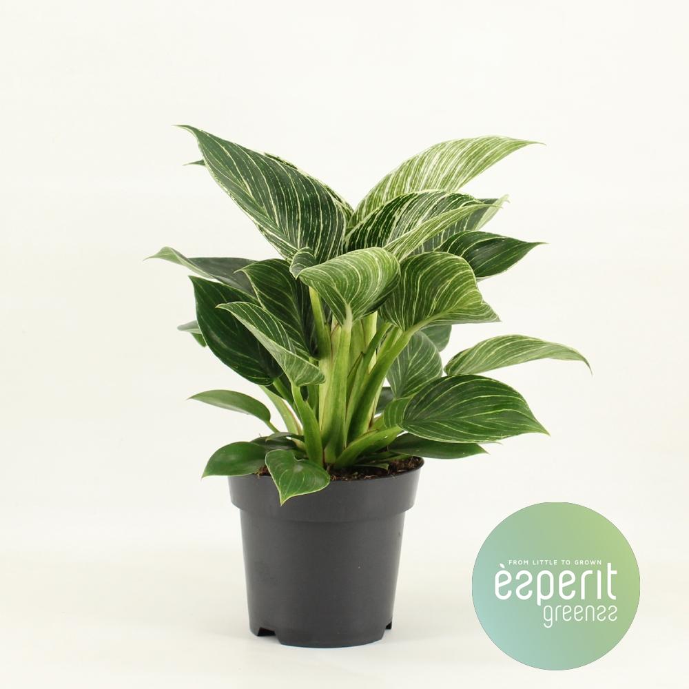 Philodendron White Wave – Pflegeleichte Trendpflanze Ø14cm