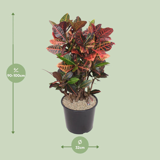 Codiaeum Petra – Bunte, pflegeleichte Zimmerpflanze Ø32cm
