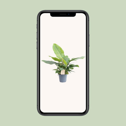 Philodendron Imperial Green – Pflegeleichte Zimmerpflanze Ø17cm
