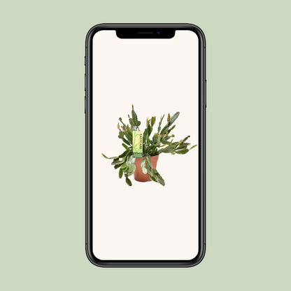 Rhipsalis Agudoensis – Pflegeleichte tropische Zimmerpflanze Ø12 cm