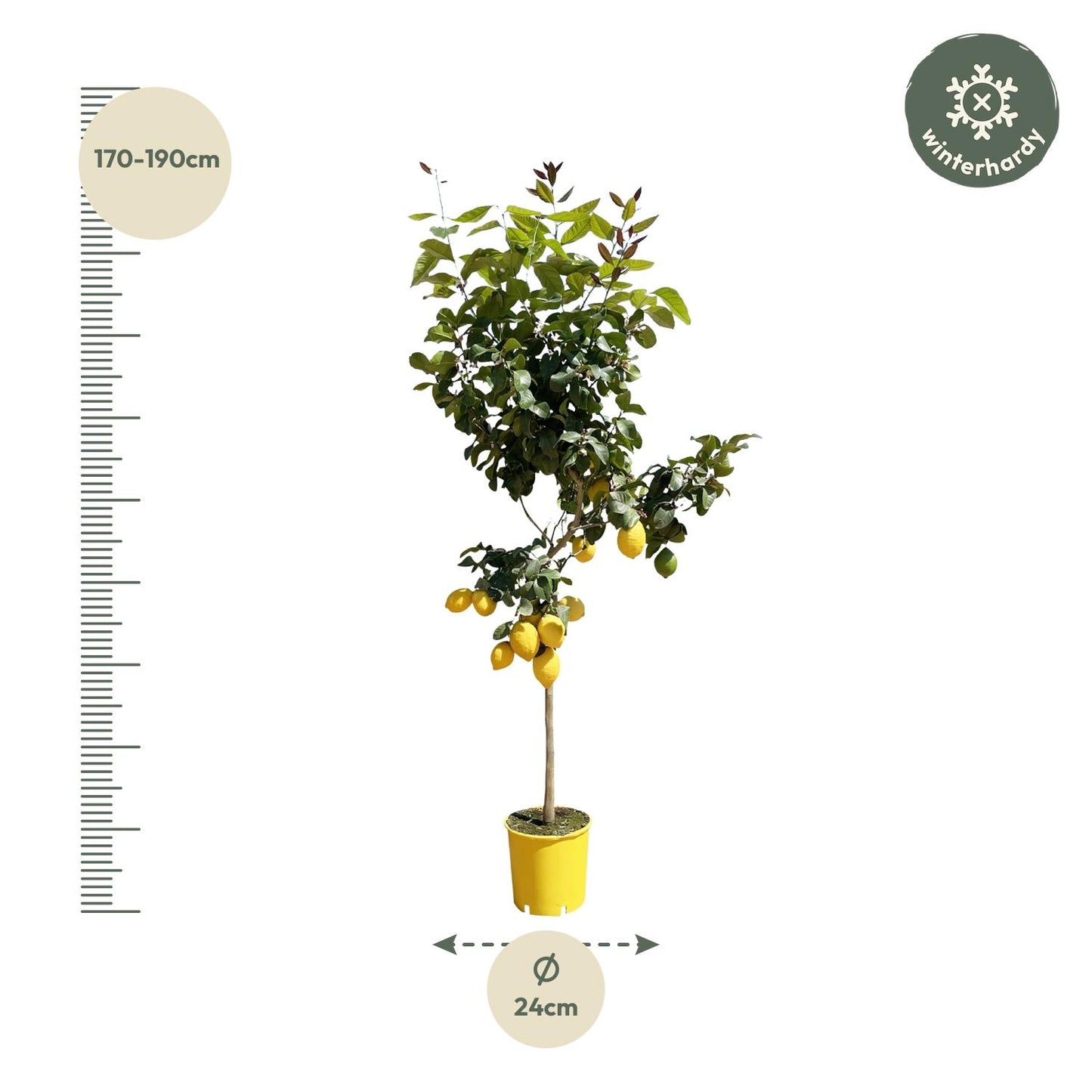 Zitronenbaum – Duftende & pflegeleichte Zimmerpflanze 150 cm