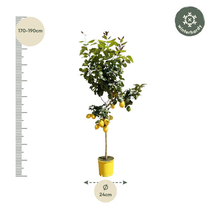 Zitronenbaum – Duftende & pflegeleichte Zimmerpflanze 150 cm