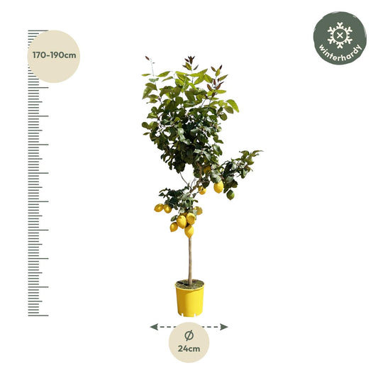 Zitronenbaum – Duftende & pflegeleichte Zimmerpflanze 150 cm