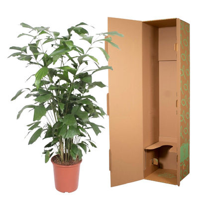 Caryota Mitis – Pflegeleichte Fischschwanzpalme 140 cm
