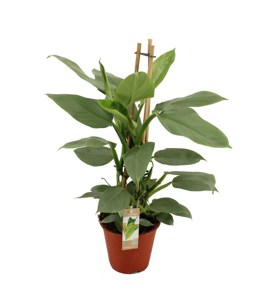 Philodendron 'Grey' – Seltene pflegeleichte Zimmerpflanze Ø19 cm