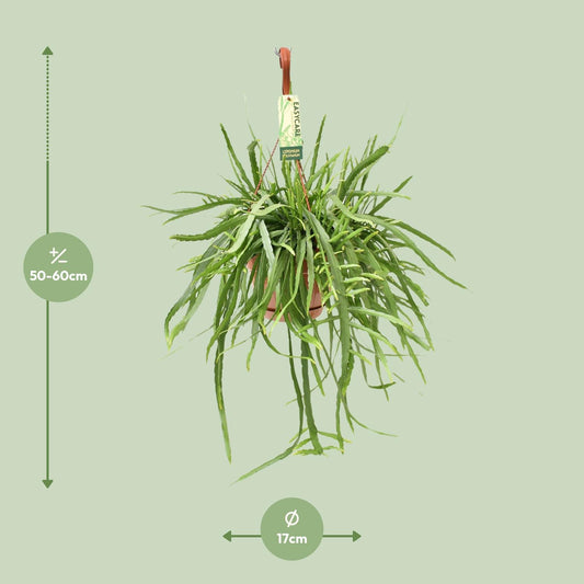 Lepismium Bolivianum – Pflegeleichter Hängekaktus Ø17 cm