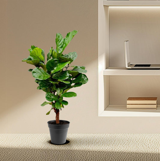 Ficus Lyrata – Geigenfeige 140-160 cm, pflegeleicht