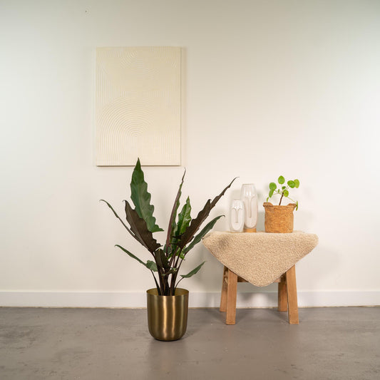 Alocasia Lauterbachiana Ø19cm mit Mayk Gold Topf