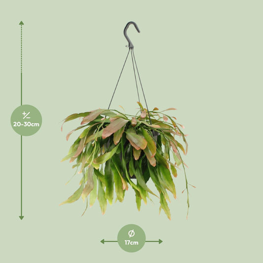 Rhipsalis Red Coral – Exotische pflegeleichte Zimmerpflanze Ø17cm