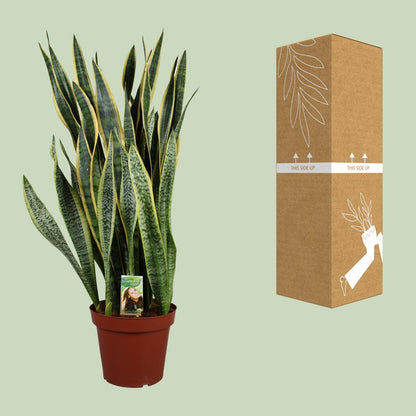 Sansevieria Laurentii Ø27cm – Pflegeleichter Bogenhanf bis 100cm