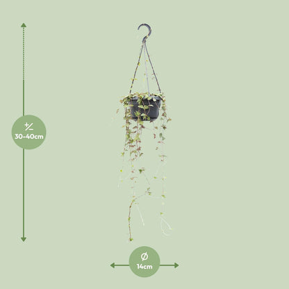Ceropegia Linearis Remy – Herzförmige Sukkulente Ø14cm