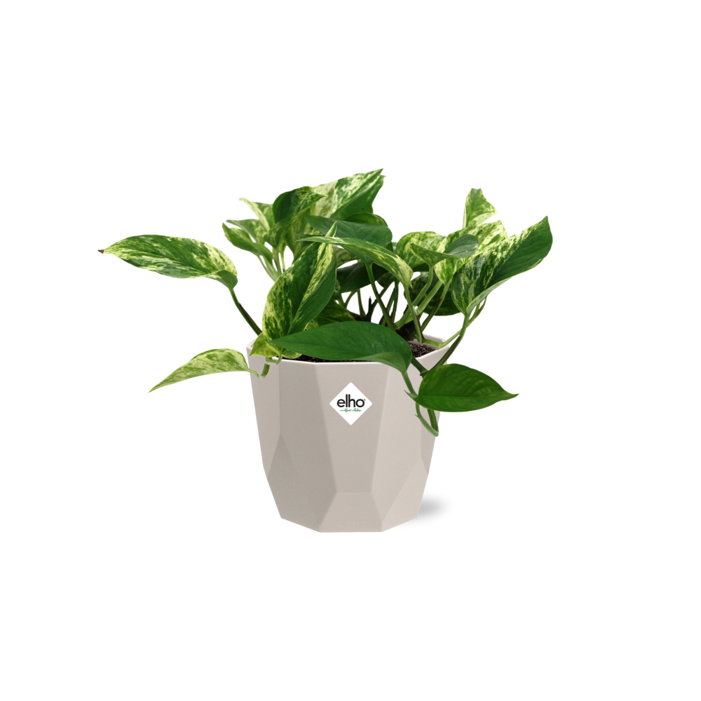 Scindapsus Marble Queen in ELHO b.for rock 14 cm warm grey
