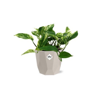Scindapsus Marble Queen in ELHO b.for rock 14 cm warm grey