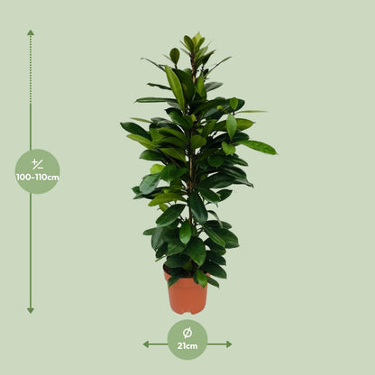 Ficus Cyathistipula – Exotische, pflegeleichte Zimmerpflanze Ø21cm