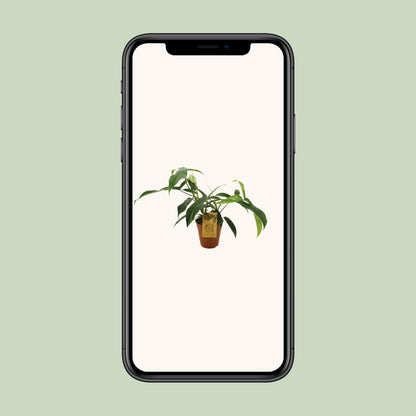 Philodendron 'Bette Waterbury' Ø15cm, ca. 50cm hoch