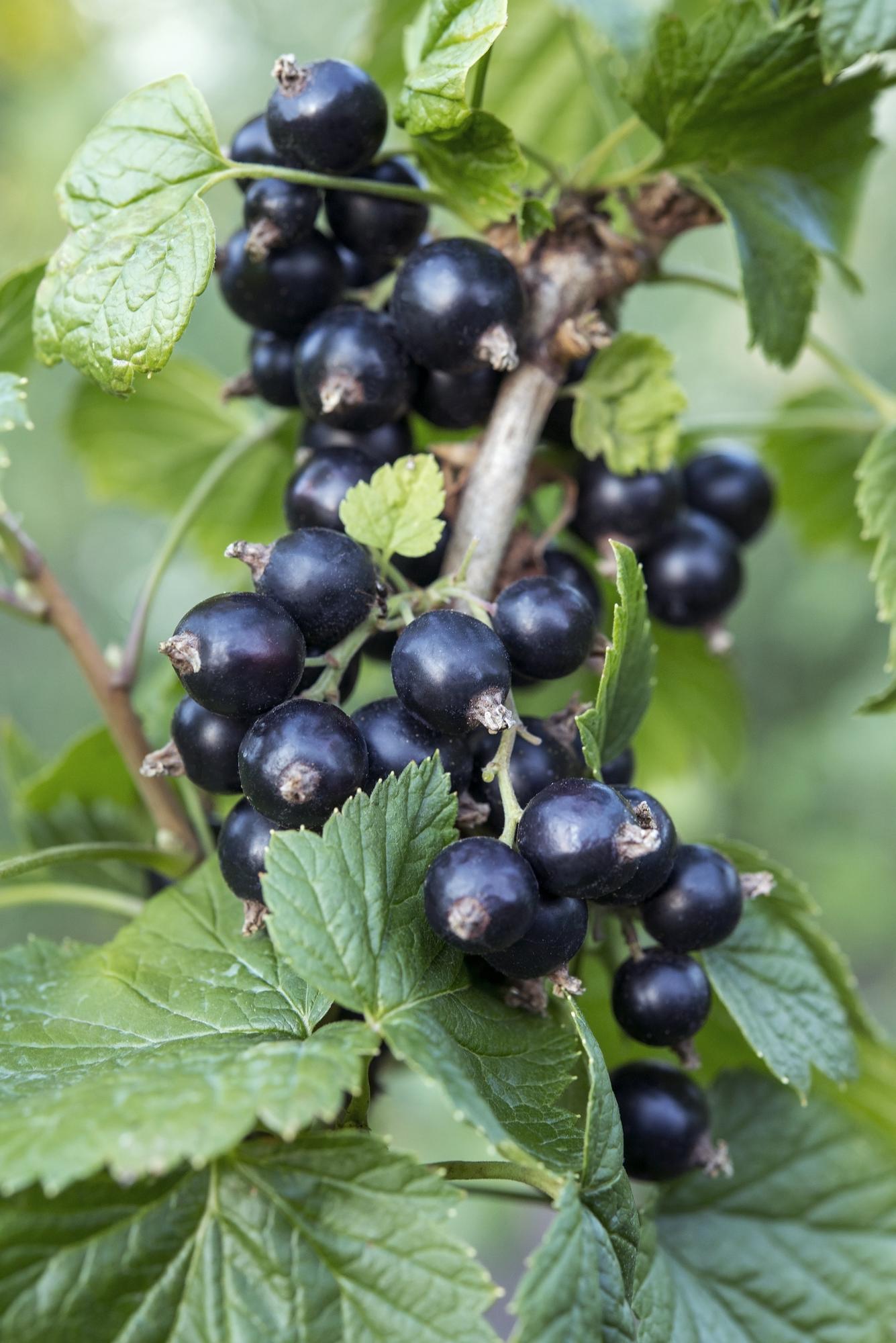 Schwarze Johannisbeere 'Ben Nevis' – Bio-Beerenstrauch Ø13cm