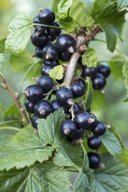 Schwarze Johannisbeere 'Ben Nevis' – Bio-Beerenstrauch Ø13cm