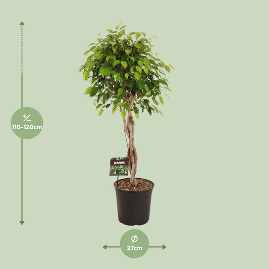 Birkenfeige 'Exotica' – 120 cm pflegeleichte Zimmerpflanze
