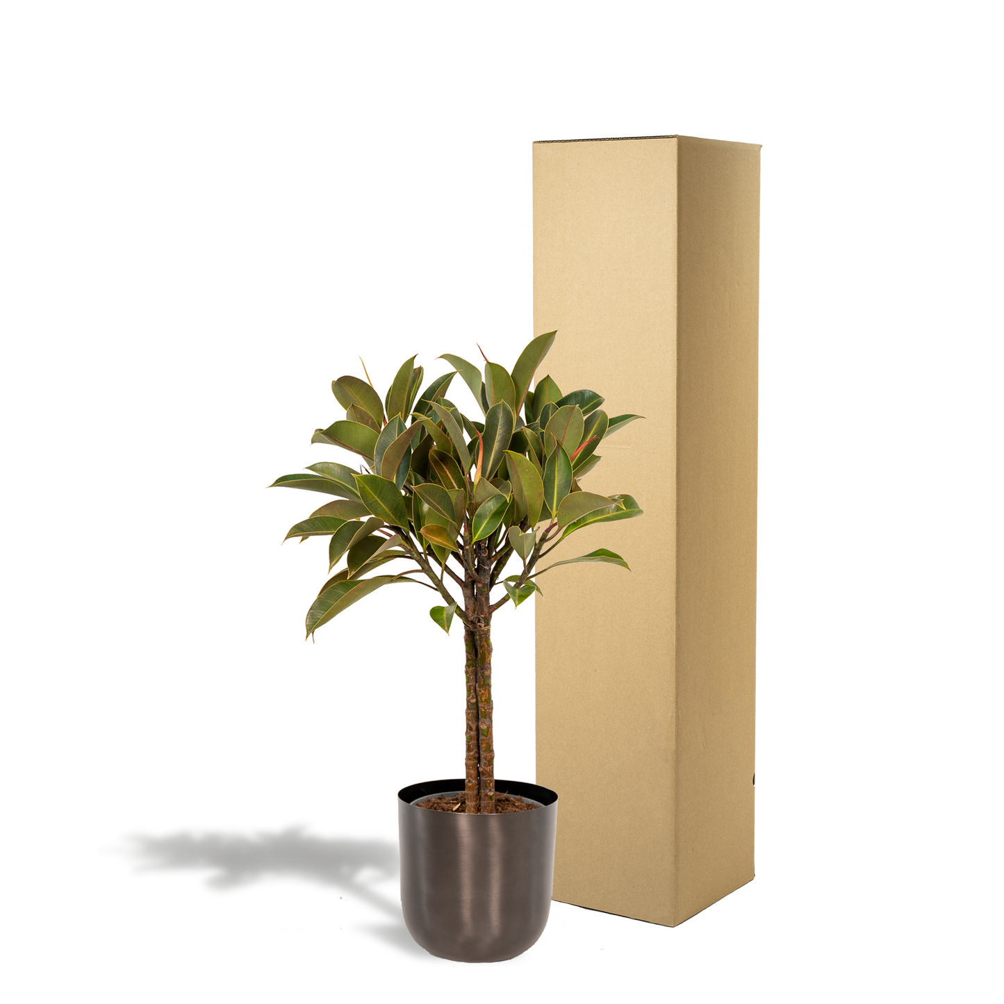 Ficus elastica Melany – Robuster, pflegeleichter Gummibaum 90 cm