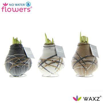 No Water Flowers Waxz Art Rembrandt – 3er Set, Ø7 cm, Höhe 15 cm