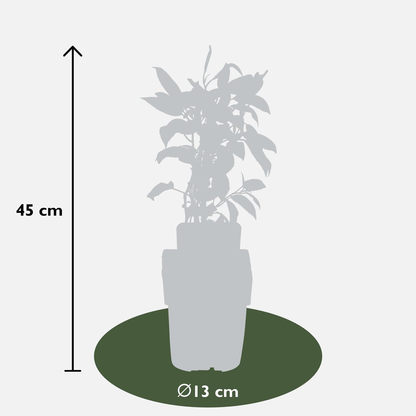 Mini-Kiwi 'Issai' – Selbstfruchtende Kletterpflanze für Balkon & Garten