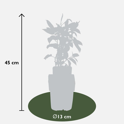 Mini-Kiwi 'Issai' – Selbstfruchtende Kletterpflanze für Balkon & Garten