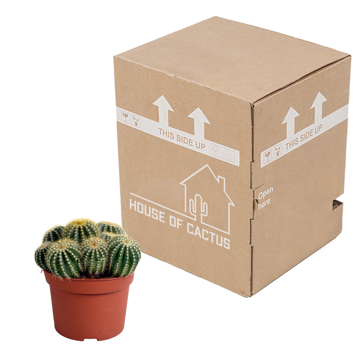 Eriocactus warasii – Pflegeleichter Kugelkaktus 12 cm