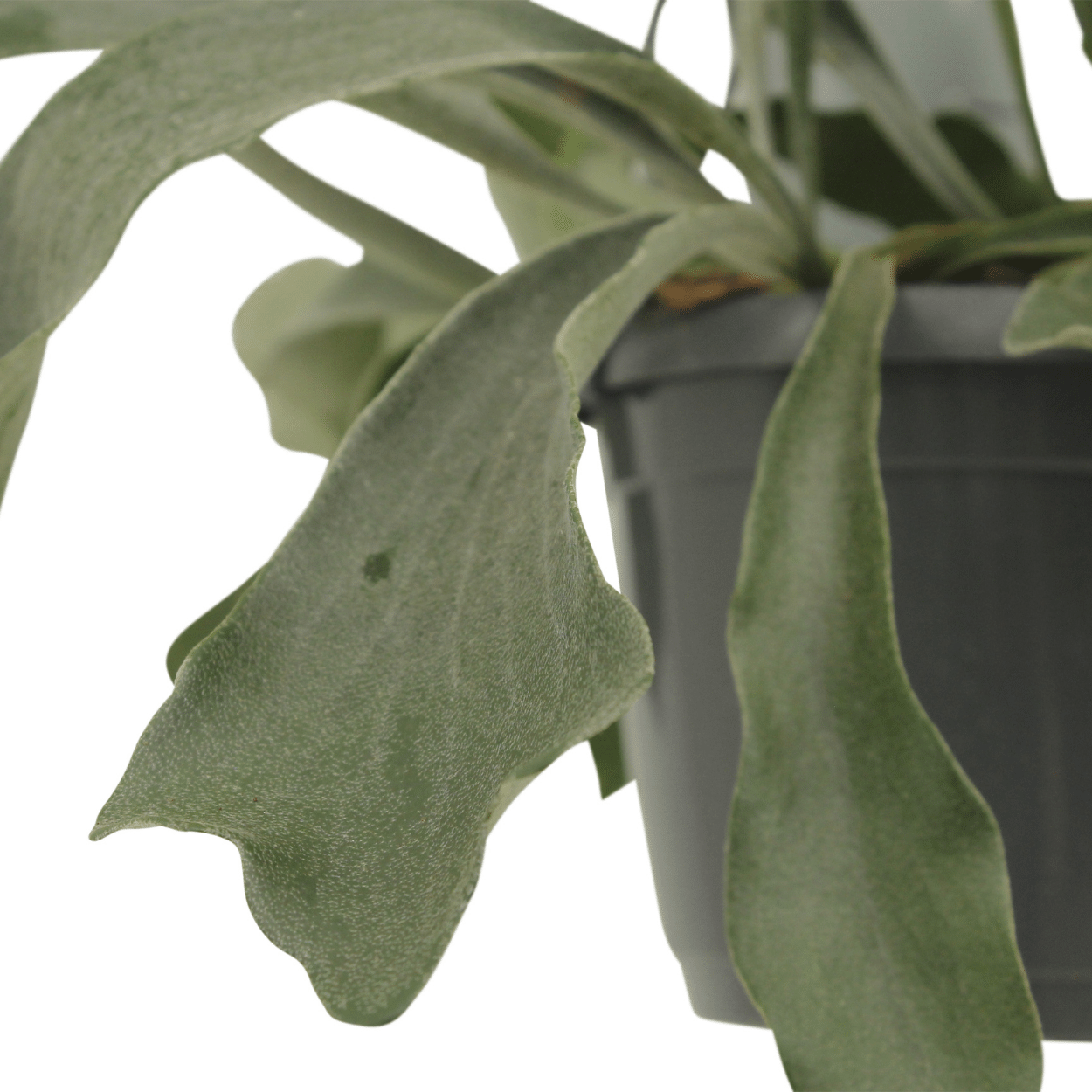 2x Kokodama Platycerium Hang – Hirschhornfarn 35 cm