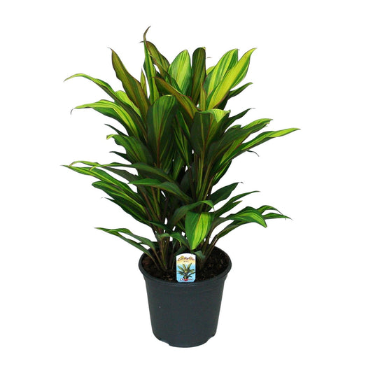 Cordyline Fruticosa Kiwi – Trendige tropische Zimmerpflanze Ø19cm