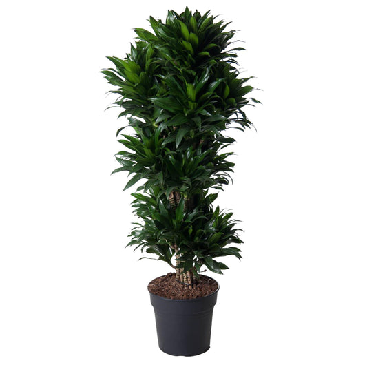 Dracaena Compacta Carrousel – 140 cm, pflegeleicht