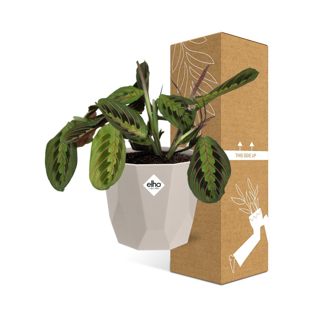 Maranta Leuconeura ‘Fascinator’ Tricolor 14 cm in ELHO b.for rock Topf