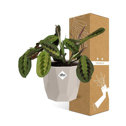 Maranta Leuconeura ‘Fascinator’ Tricolor 14 cm in ELHO b.for rock Topf