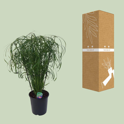 Cyperus Alternifolius – Pflegeleichtes Schirmgras Ø21cm