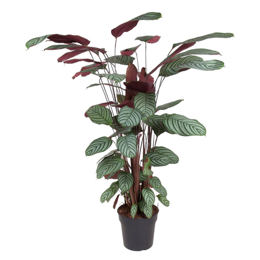 Calathea Oppenheimiana – pflegeleichte Zimmerpflanze 130 cm