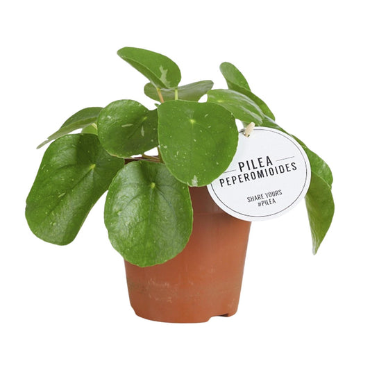 Pilea White Splash – Pflegeleichte Aluminium-Zimmerpflanze Ø13cm