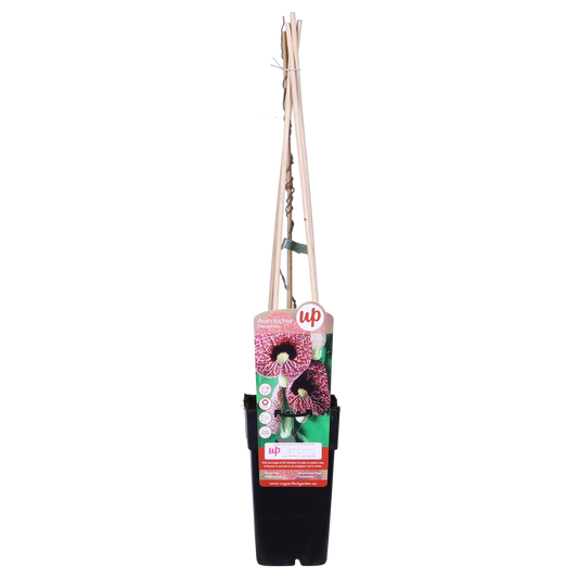 Pfeifenwinde – robuste Kletterpflanze Ø15cm, 65cm hoch