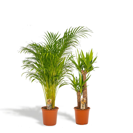 Areca-Palme & Yucca – Pflegeleichtes Zimmerpflanzen-Set