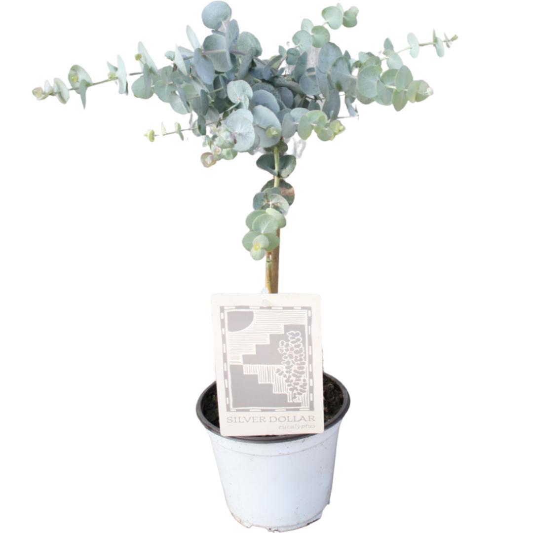 Eukalyptus Cinerea Silver Dollar – Pflegeleichte Zimmerpflanze Ø14cm