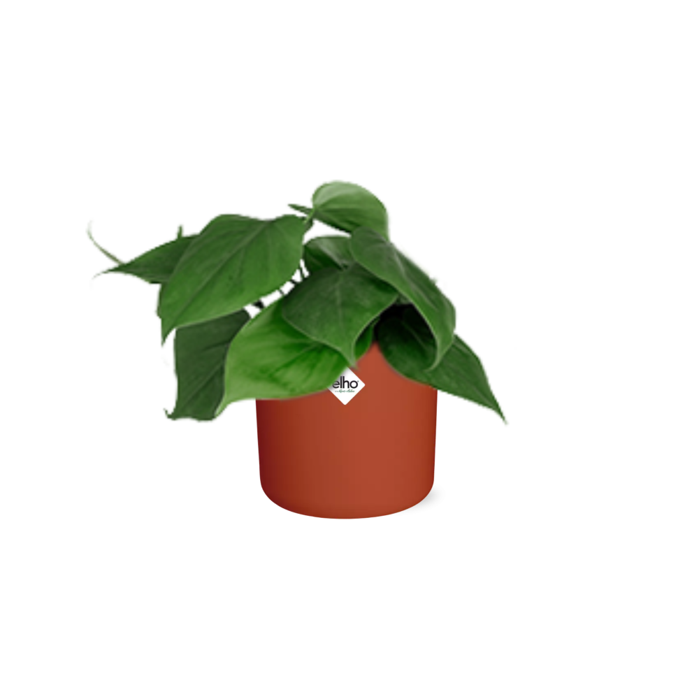 Philodendron Scandens in ELHO b.for soft rond 14cm brique