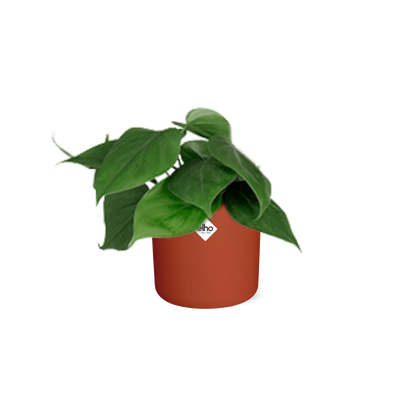 Philodendron Scandens in ELHO b.for soft rond 14cm brique