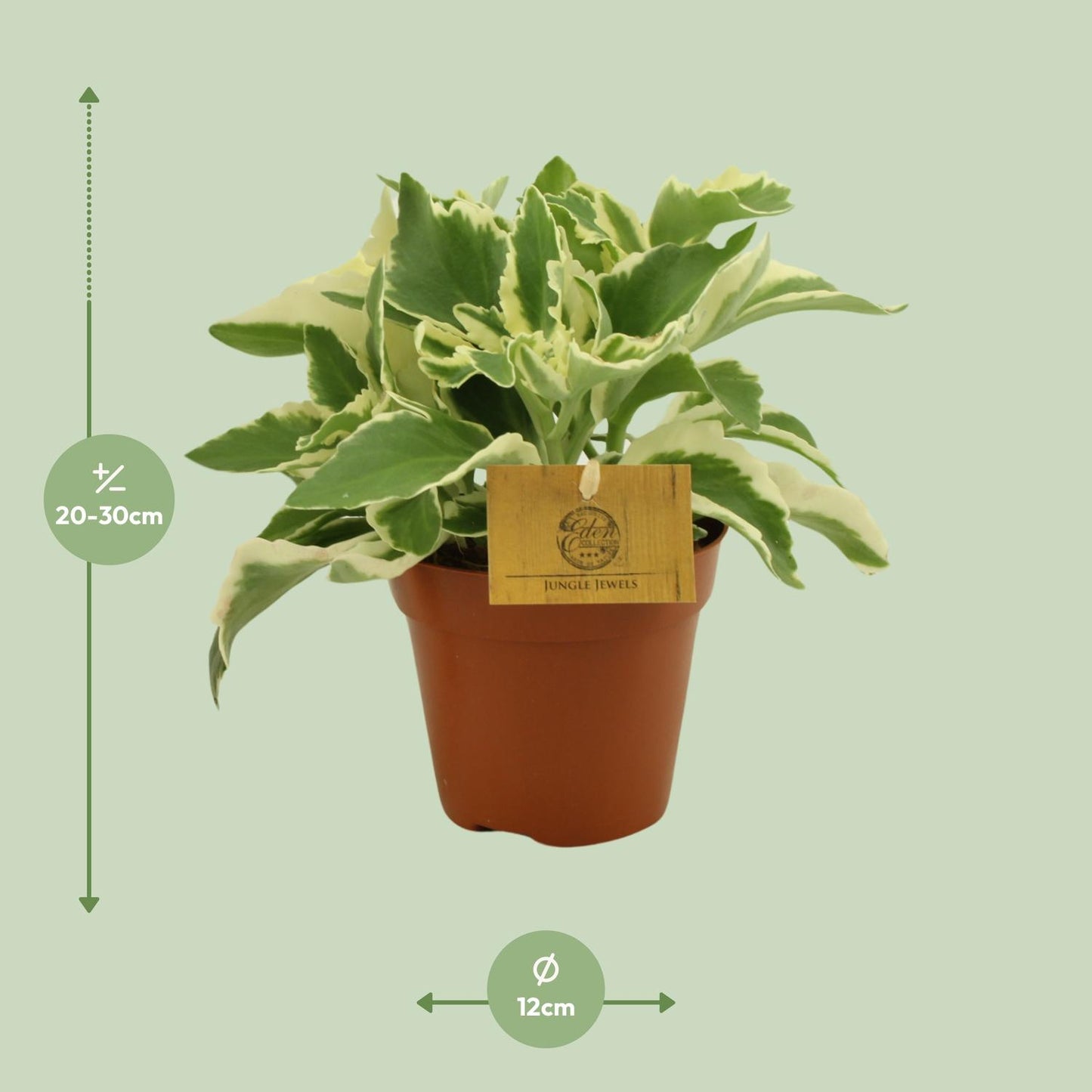 Kalanchoe Laciniata – Pflegeleichte Blütenpracht Ø12cm